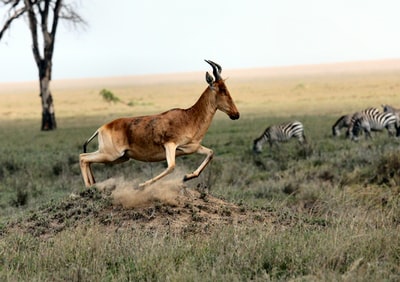 白天田野上的棕色羚羊和斑马
